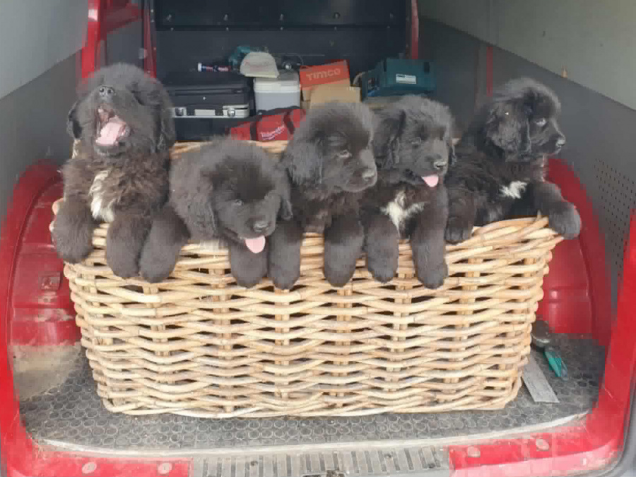 Beautiful Newfoundland puppies in Galway 9